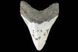 Fossil Megalodon Tooth - North Carolina #101301-2